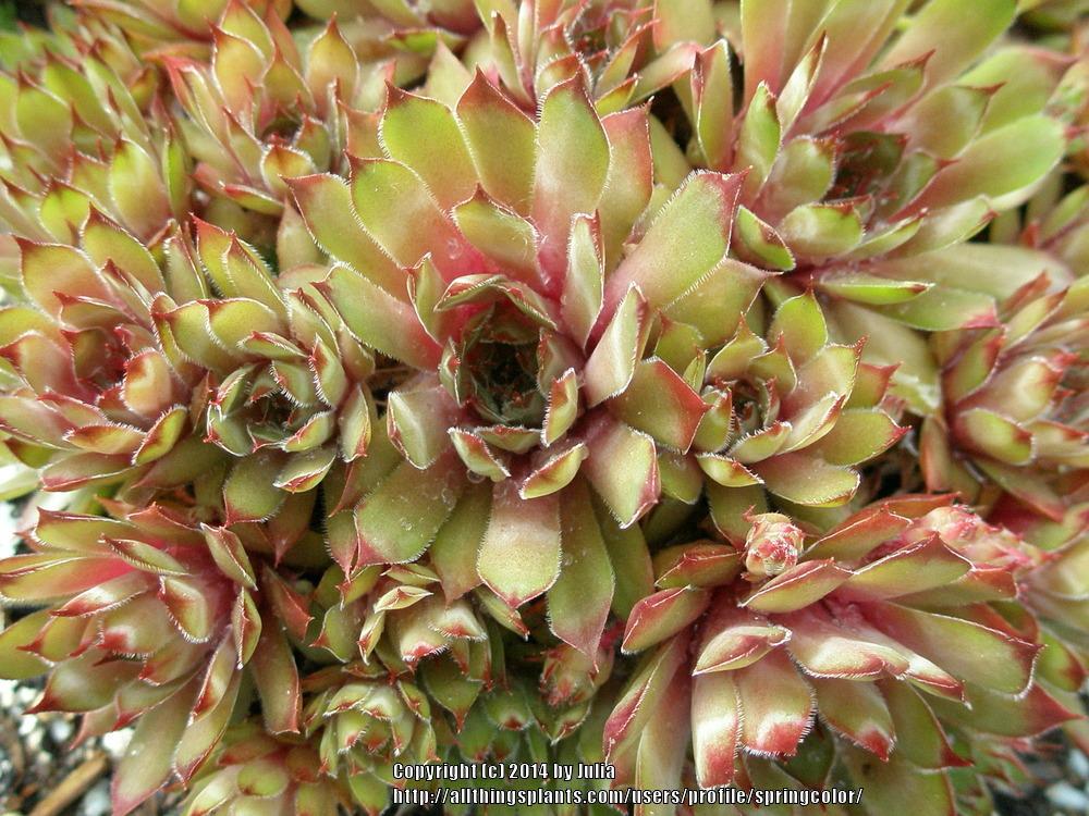 Photo of Hen and Chicks (Sempervivum braunii) uploaded by springcolor