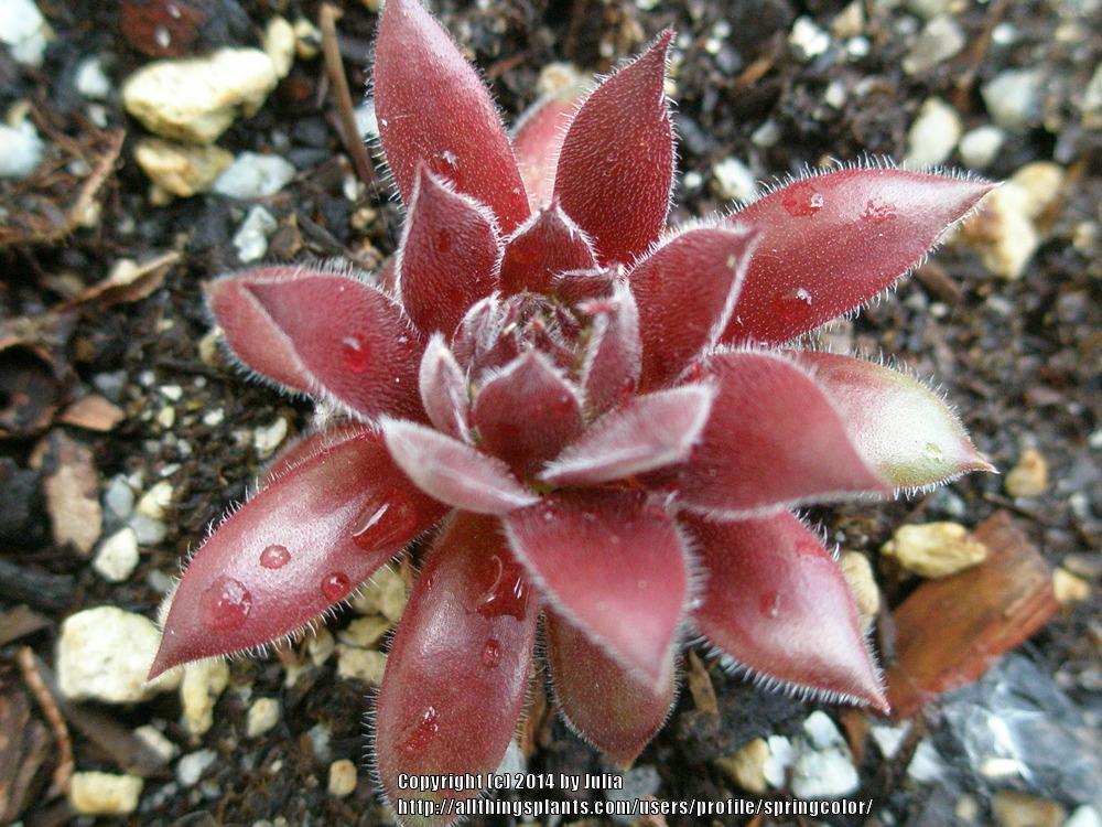 Photo of Hen and Chicks (Sempervivum 'Pacific Sexy') uploaded by springcolor