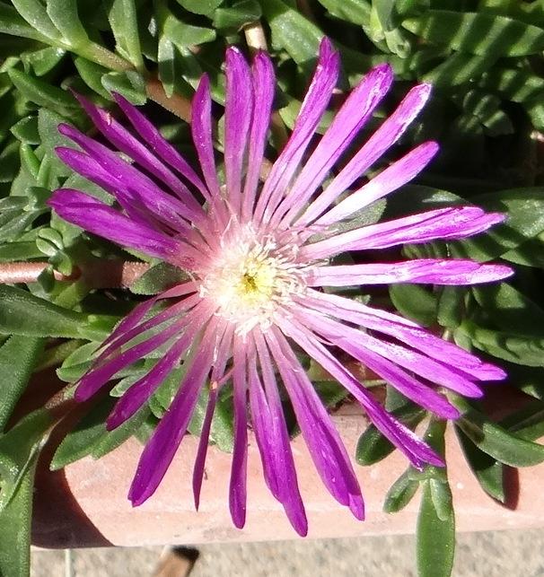 Photo of Ice Plant (Delosperma obtusum Table Mountain®) uploaded by stilldew