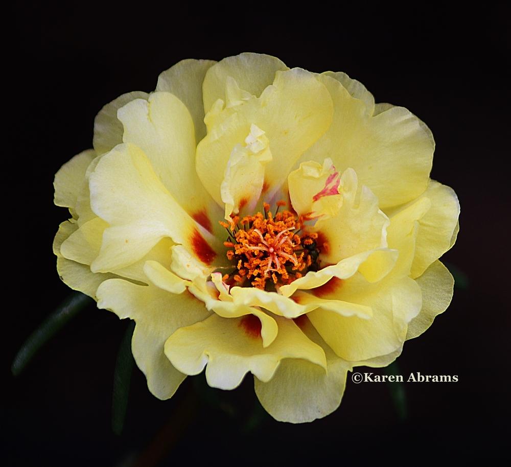 Photo of Moss Rose (Portulaca grandiflora) uploaded by Cocobid