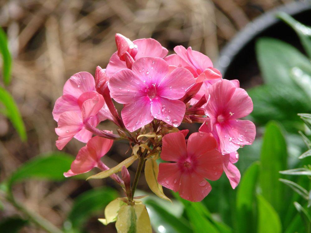 Photo of Variegated Garden Phlox (Phlox paniculata 'Becky Towe') uploaded by Joy