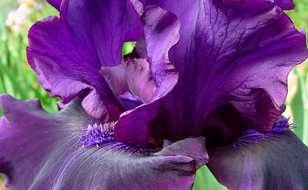 Photo of Tall Bearded Iris (Iris 'Badlands') uploaded by Lestv