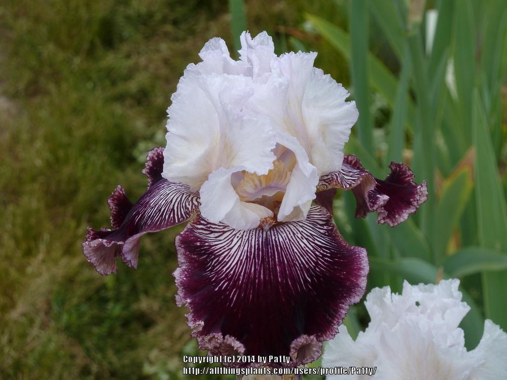 Photo of Tall Bearded Iris (Iris 'Samba Queen') uploaded by Patty