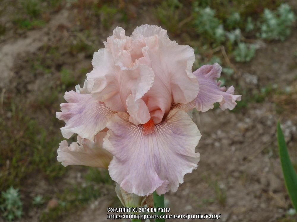Photo of Tall Bearded Iris (Iris 'Sweet Kisses') uploaded by Patty