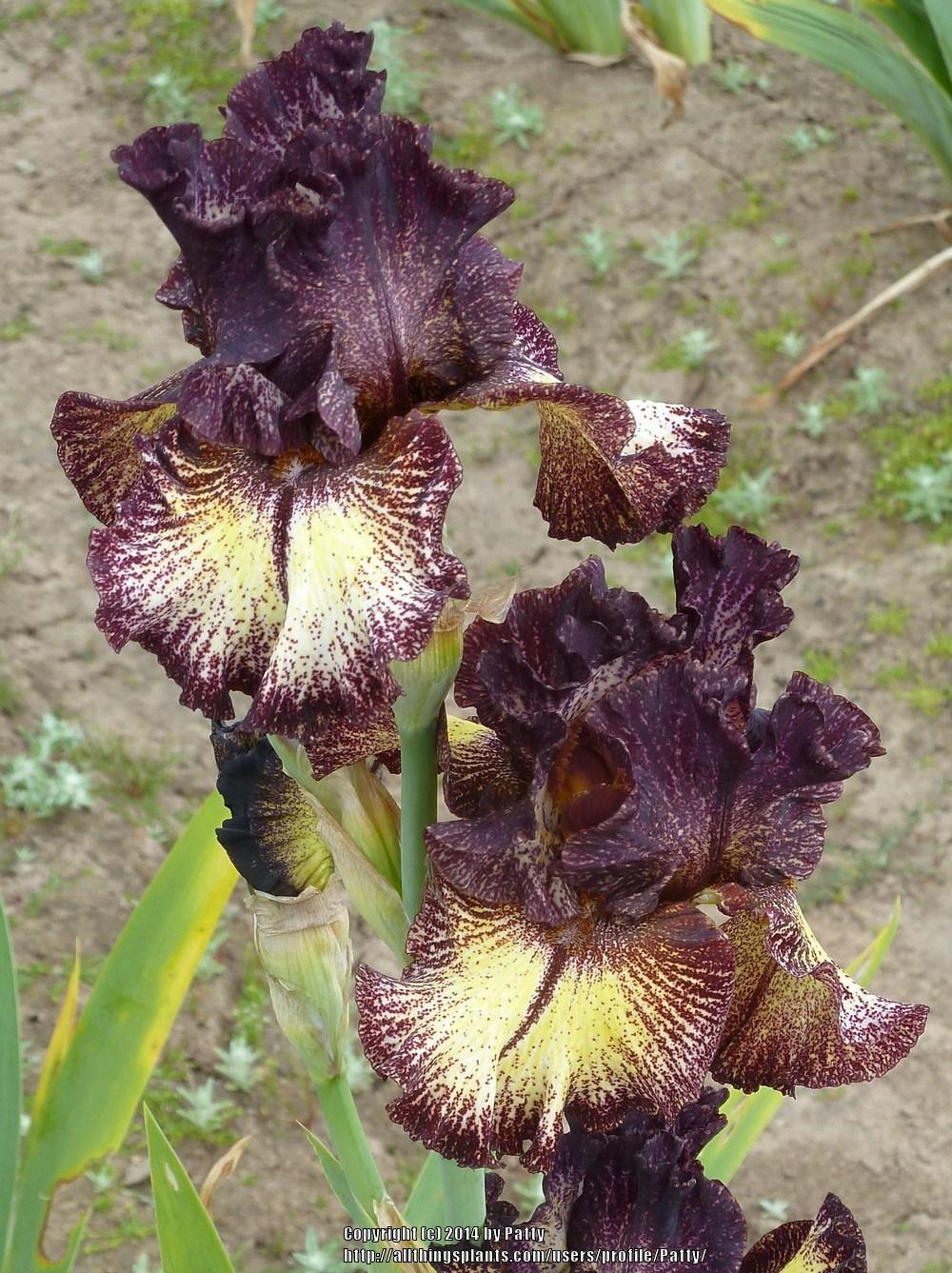 Photo of Tall Bearded Iris (Iris 'Sorbonne') uploaded by Patty