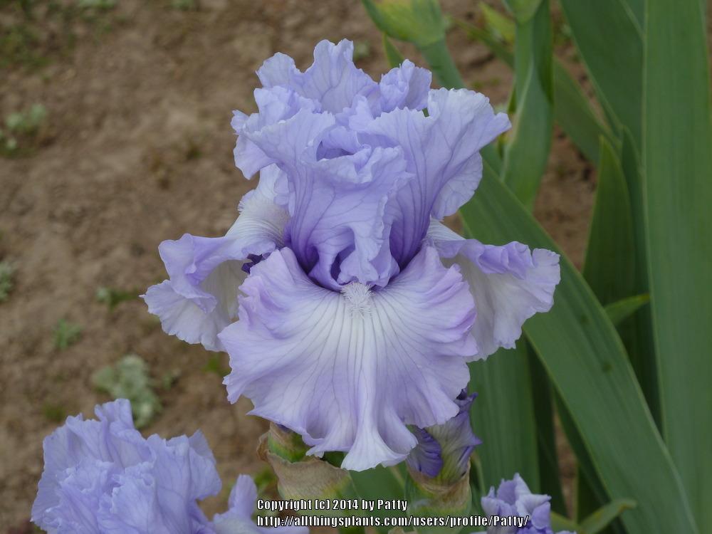Photo of Tall Bearded Iris (Iris 'Uptown Lady') uploaded by Patty