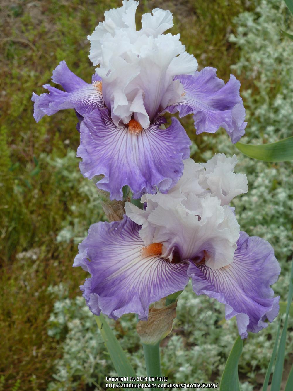 Photo of Tall Bearded Iris (Iris 'Limerence') uploaded by Patty