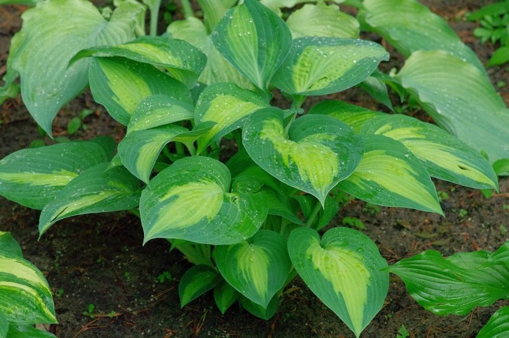 Photo of Hosta 'Pride and Joy' uploaded by Rose1656