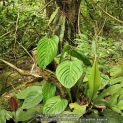 Location: Atlantic rainforest, Paraty, Brazil
Date: 2013-12-21