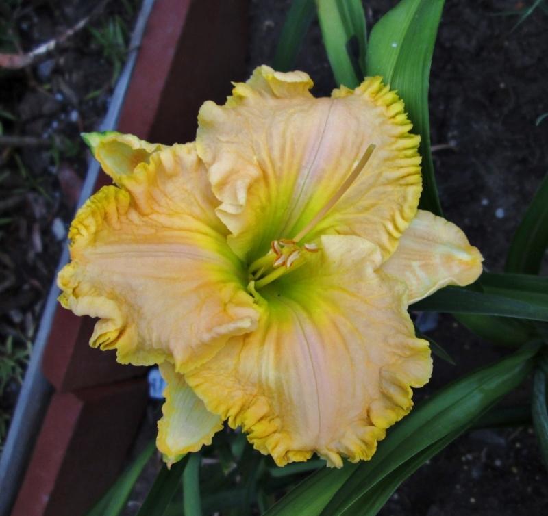 Photo of Daylily (Hemerocallis 'Eloquent Cay') uploaded by chalyse