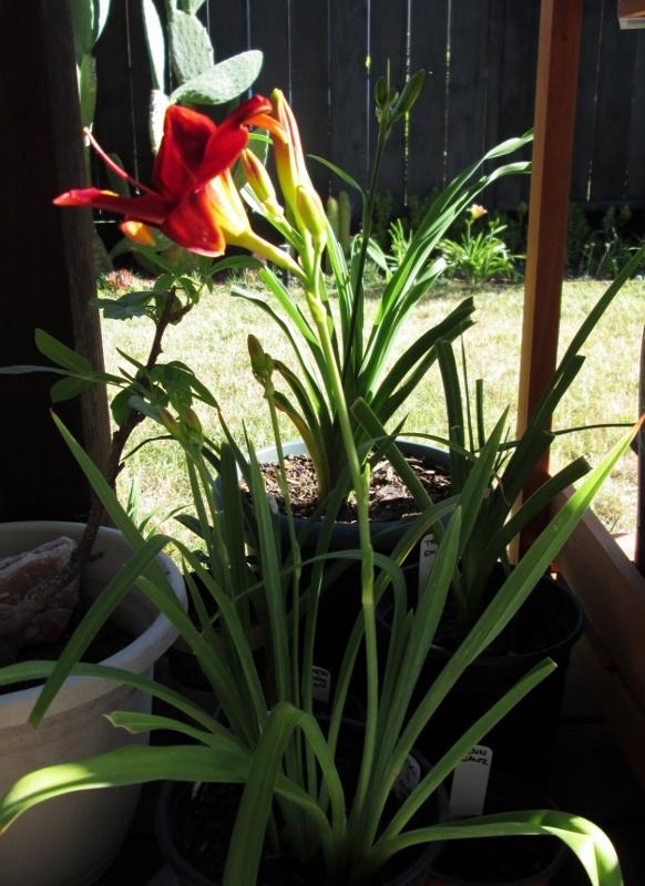 Photo of Daylily (Hemerocallis 'Frankly Scarlet') uploaded by chalyse
