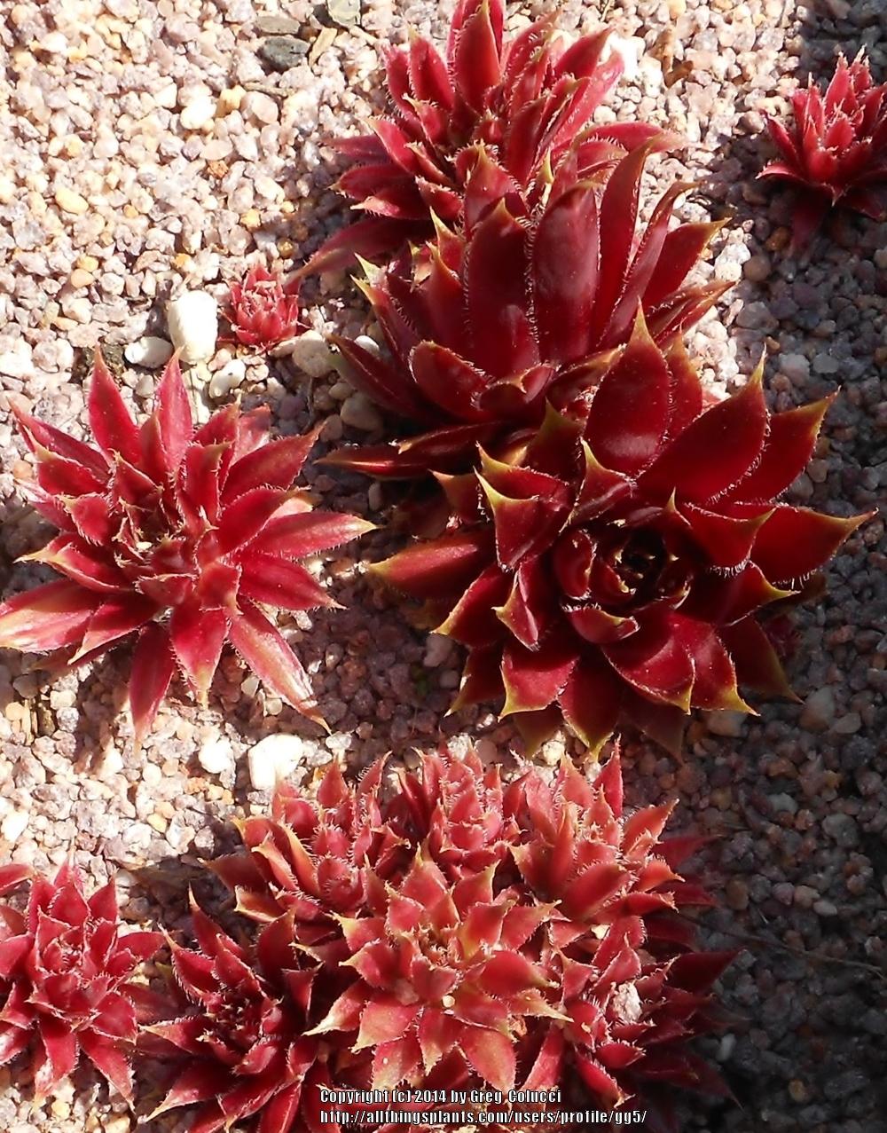 Photo of Hen and Chicks (Sempervivum 'New Rhumba') uploaded by gg5