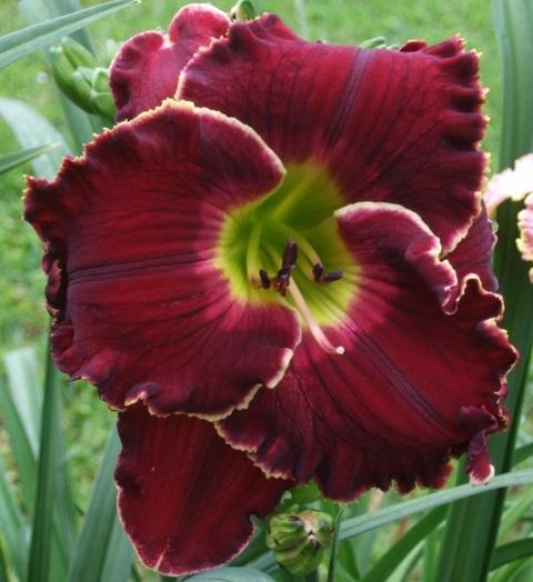 Photo of Daylily (Hemerocallis 'The Blessing of Freedom') uploaded by spunky1