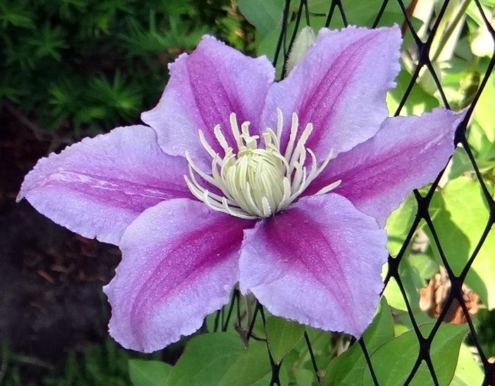 Photo of Clematis 'Piilu' uploaded by stilldew