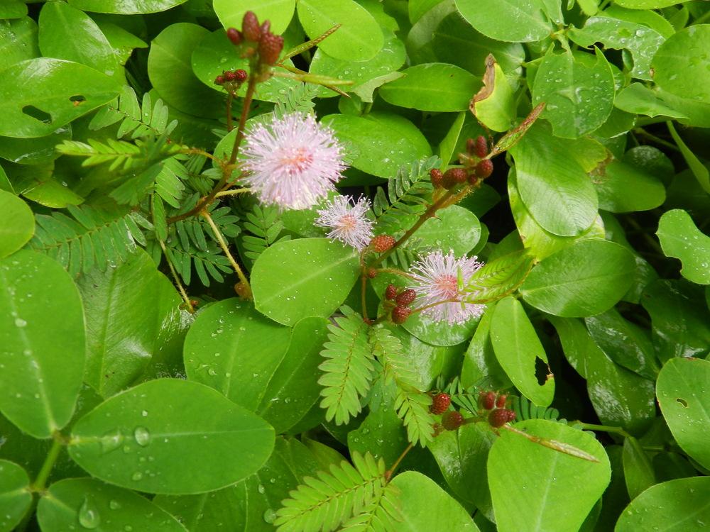 Photo of Sensitive Plant (Mimosa pudica) uploaded by Gleni