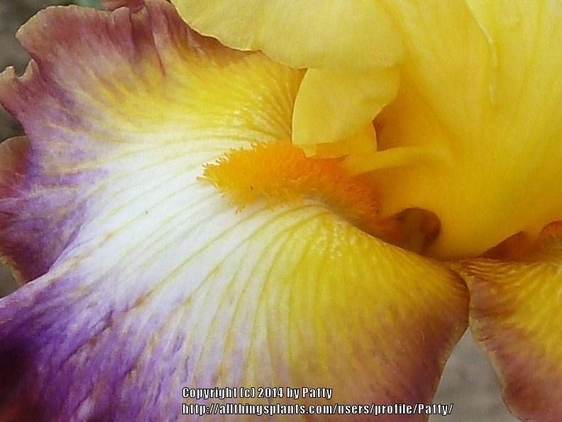 Photo of Tall Bearded Iris (Iris 'Rainbow High') uploaded by Patty