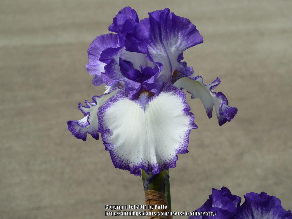 Photo of Tall Bearded Iris (Iris 'Take Five') uploaded by Patty