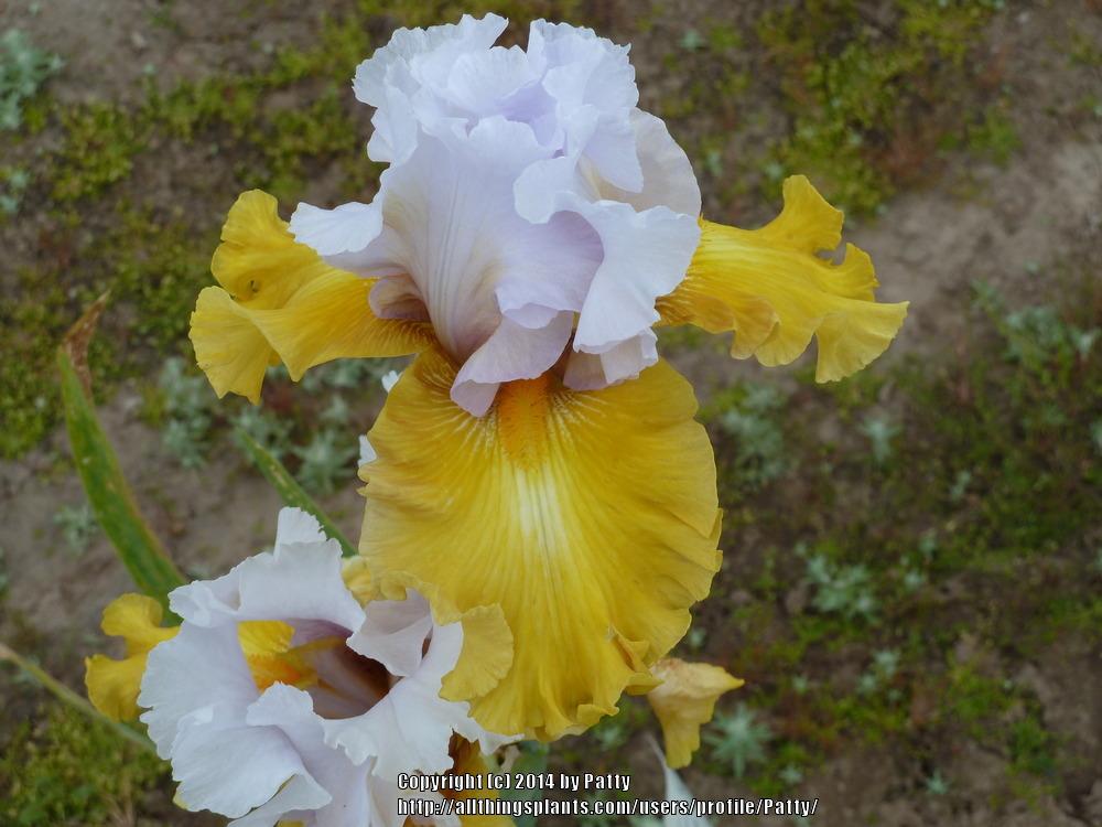 Photo of Tall Bearded Iris (Iris 'Stay Stylish') uploaded by Patty