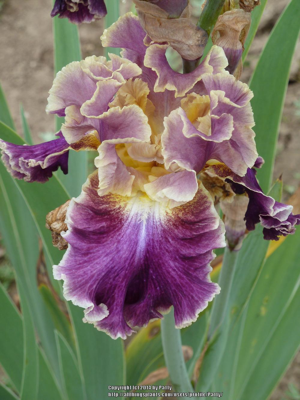 Photo of Tall Bearded Iris (Iris 'Montmartre') uploaded by Patty