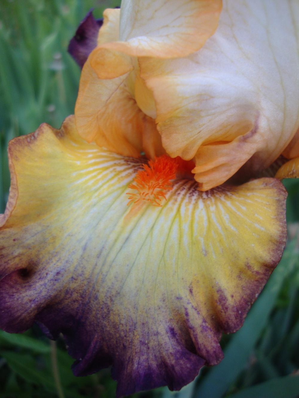 Photo of Tall Bearded Iris (Iris 'Expect Wonders') uploaded by Paul2032