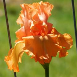 Location: home
Date: 2014-05-08
Gorgeous orange.  Tall and needs staking.