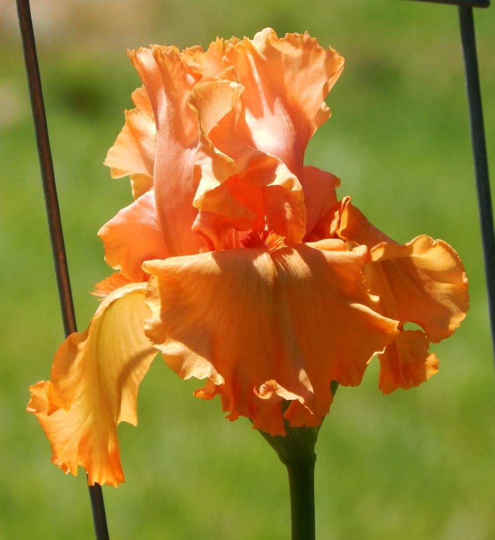 Photo of Tall Bearded Iris (Iris 'Autumn Riesling') uploaded by SheilaC