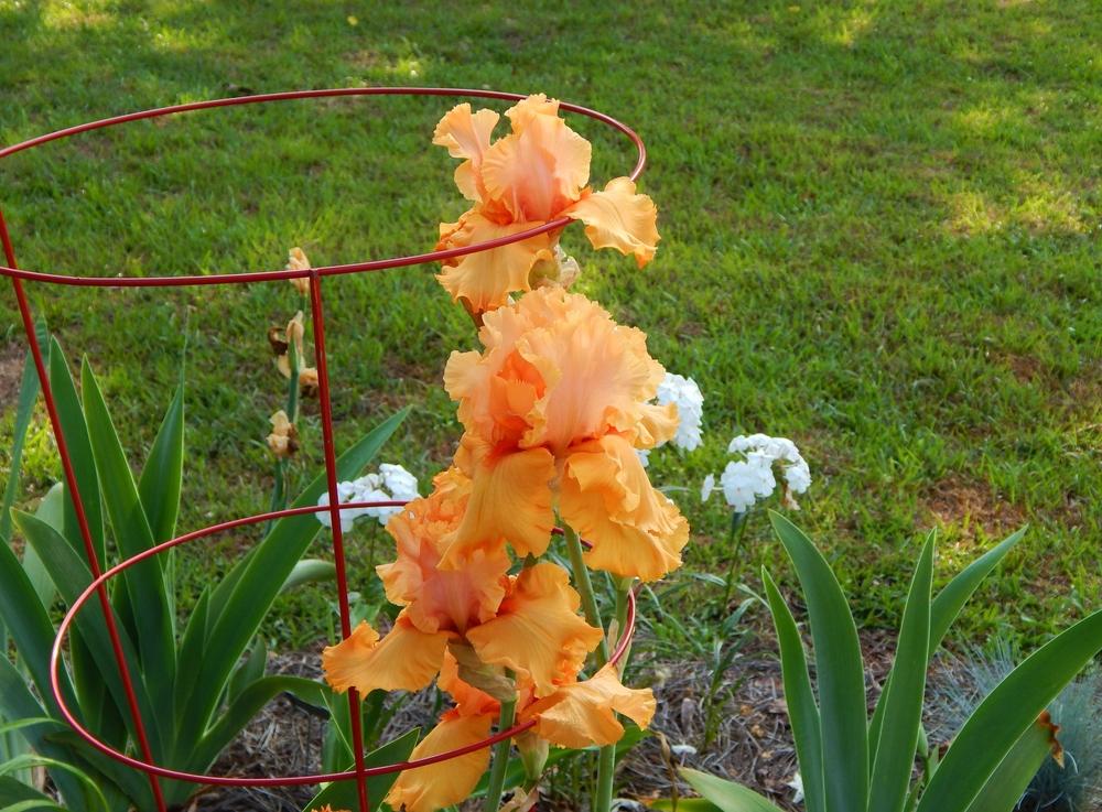 Photo of Tall Bearded Iris (Iris 'Autumn Riesling') uploaded by SheilaC
