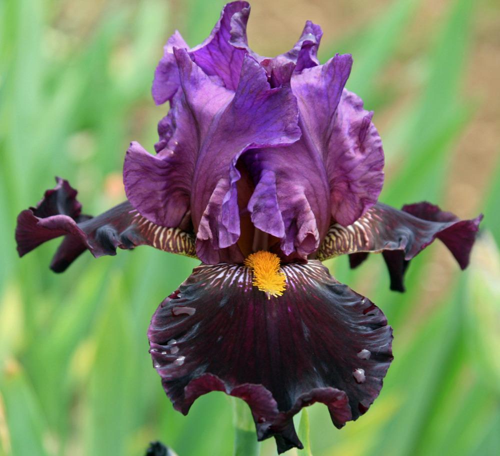 Photo of Tall Bearded Iris (Iris 'Miss Piggy') uploaded by Snork