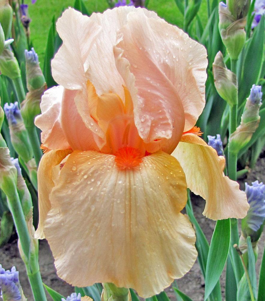 Photo of Tall Bearded Iris (Iris 'Shepherd's Delight') uploaded by TBGDN