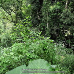 Location: Atlantic rainforest, Paraty, Brazil
Date: 2013-12-19