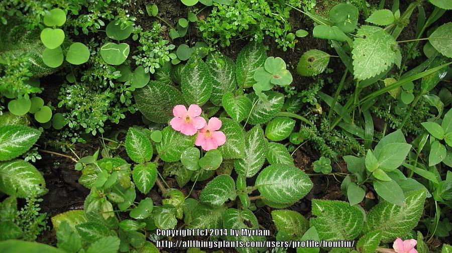 Photo of Flame Violet (Episcia cupreata 'Manaus') uploaded by bonitin