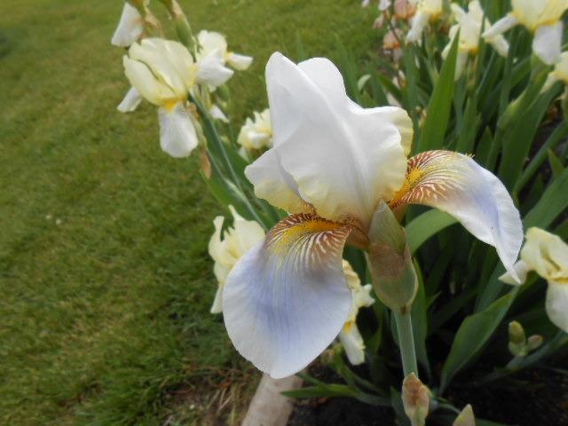 Photo of Tall Bearded Iris (Iris 'Yves Lassailly') uploaded by crowrita1