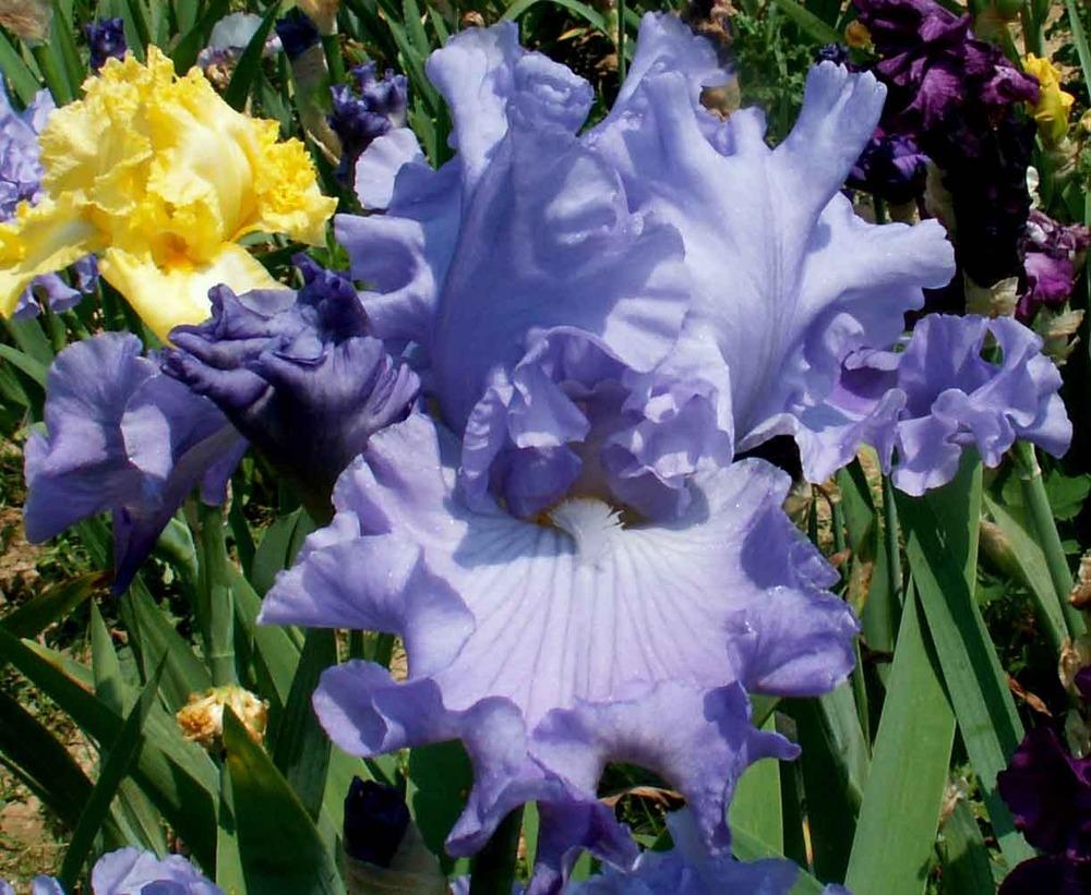 Photo of Tall Bearded Iris (Iris 'Miah Jane') uploaded by diggit