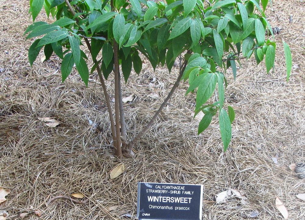 Photo of Fragrant Wintersweet Tree (Chimonanthus praecox) uploaded by jmorth