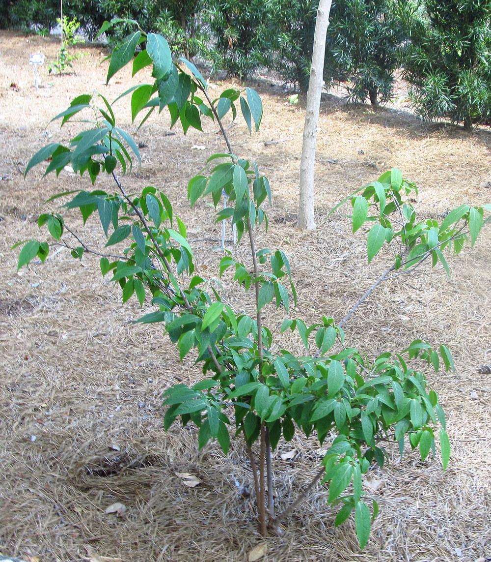 Photo of Fragrant Wintersweet Tree (Chimonanthus praecox) uploaded by jmorth