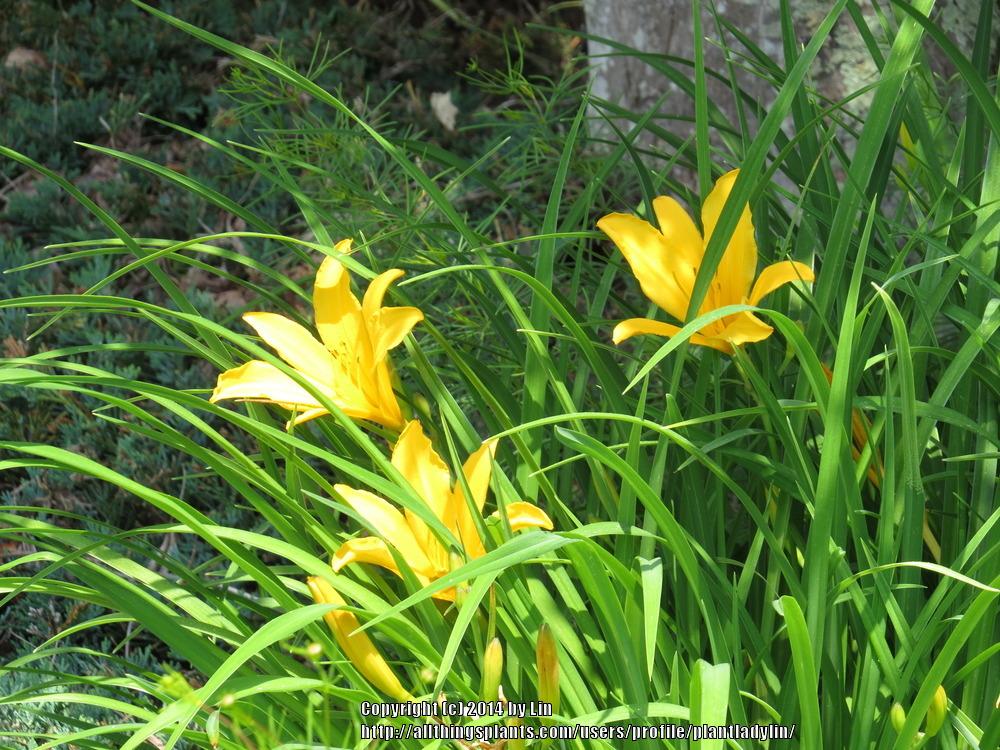 Photo of Daylily (Hemerocallis 'Stella de Oro') uploaded by plantladylin
