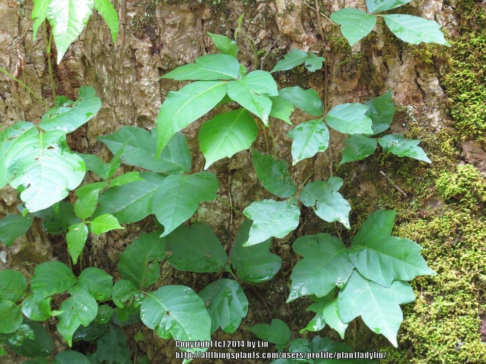 Photo of Poison Ivy (Toxicodendron radicans) uploaded by plantladylin