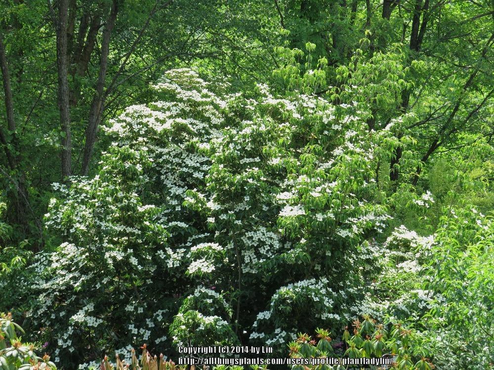 Photo of Flowering Dogwood (Cornus florida) uploaded by plantladylin