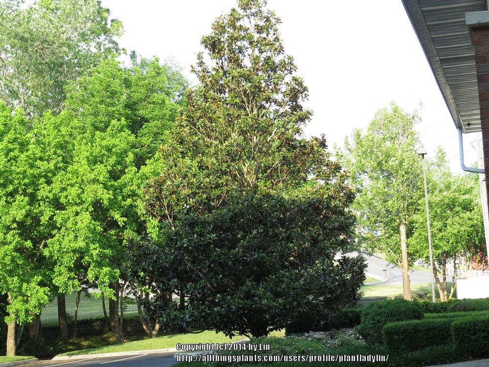 Photo of Southern Magnolia (Magnolia grandiflora) uploaded by plantladylin