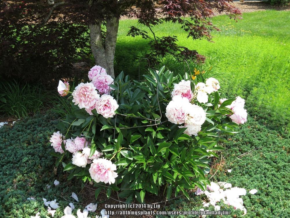 Photo of Peonies (Paeonia) uploaded by plantladylin