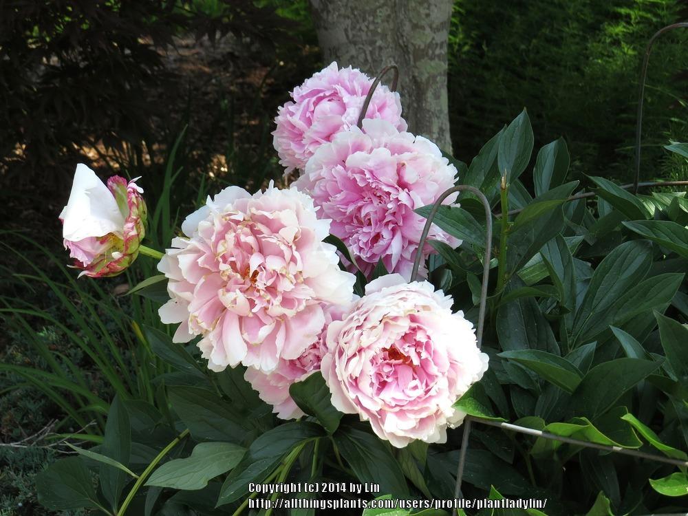 Photo of Peonies (Paeonia) uploaded by plantladylin