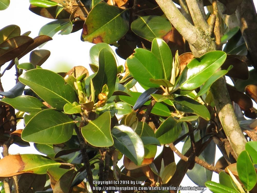 Photo of Southern Magnolia (Magnolia grandiflora) uploaded by plantladylin