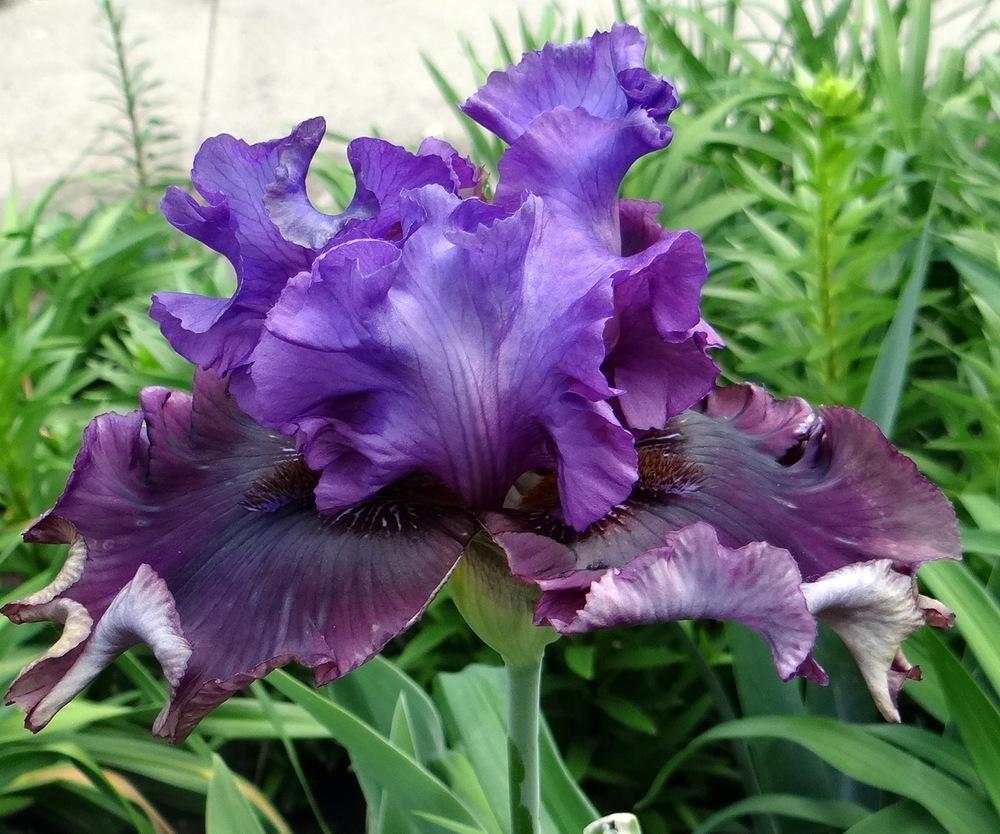 Photo of Tall Bearded Iris (Iris 'Dakota Smoke') uploaded by stilldew