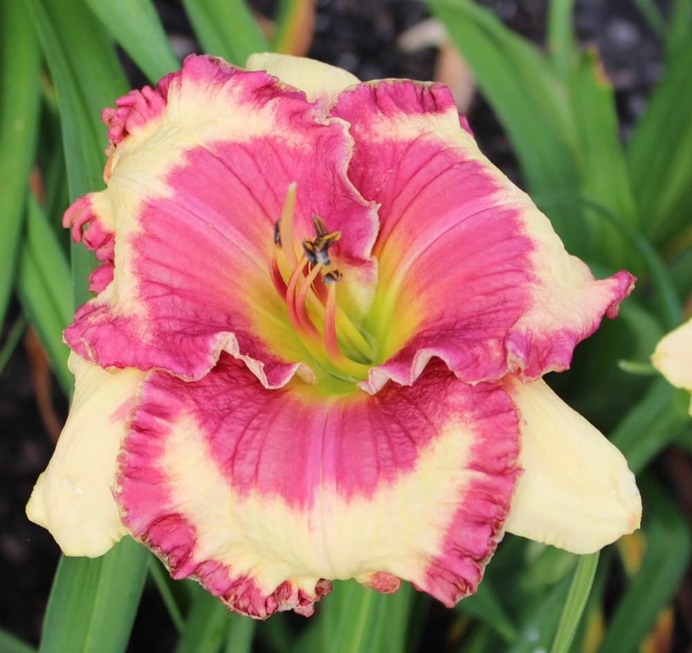 Photo of Daylily (Hemerocallis 'Pink Cupid of Gascone') uploaded by tink3472