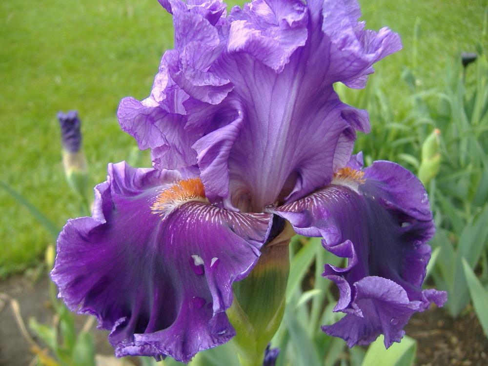Photo of Tall Bearded Iris (Iris 'Louisa's Song') uploaded by tveguy3