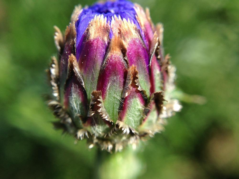 Photo of Bachelor's Buttons (Centaurea cyanus) uploaded by HamiltonSquare