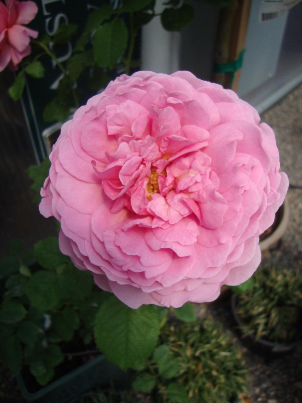Photo of Rose (Rosa 'Princess Alexandra of Kent') uploaded by Paul2032