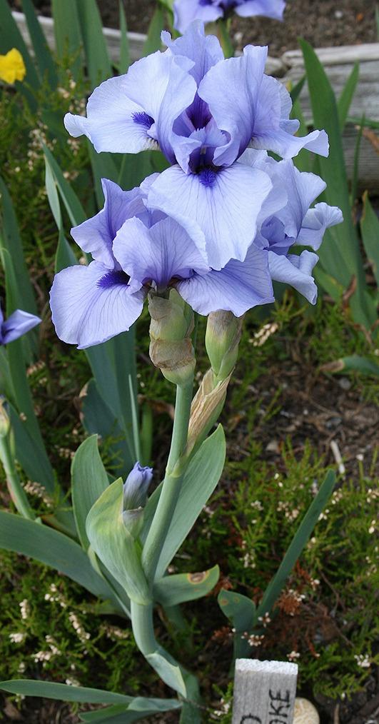 Photo of Intermediate Bearded Iris (Iris 'Bold Stroke') uploaded by Pwinget