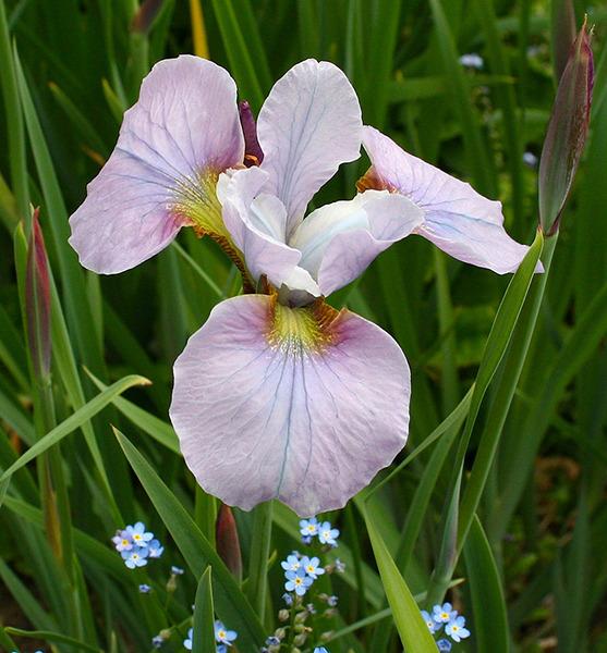 Photo of Siberian Iris (Iris 'Cheery Lyn') uploaded by Pwinget