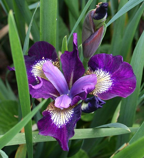Photo of Siberian Iris (Iris 'Jewelled Crown') uploaded by Pwinget